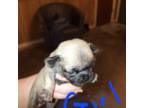 Pug Puppy for sale in Cottondale, FL, USA