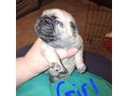 Pug Puppy for sale in Cottondale, FL, USA