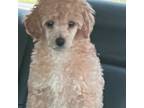 Poodle (Toy) Puppy for sale in Memphis, TN, USA