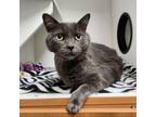 Adopt BRONX a Domestic Short Hair