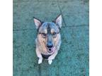 Adopt CHOMP a Border Collie, Siberian Husky