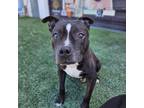 Adopt HORACE a Pit Bull Terrier