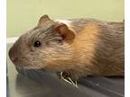 Adopt Sven a Guinea Pig