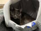 Adopt Jake a Domestic Short Hair