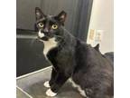 Adopt Godfather a Domestic Short Hair