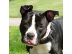 Adopt Orion a Pit Bull Terrier