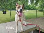 Adopt Bobby a Boxer, Mixed Breed