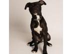 Adopt Howie a Pit Bull Terrier