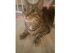 Adopt JAX(BONDED WITH GINGER) a Domestic Short Hair