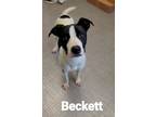 Adopt Beckett Yrly 157 a Labrador Retriever