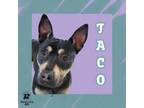Adopt Taco a Mixed Breed