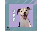 Adopt Tao a Mixed Breed