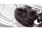 Adopt ALE PAW CHINO a Labrador Retriever