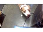 Adopt ZEUS CORTEZ a Pit Bull Terrier, Mixed Breed