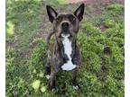 Adopt CHANT a Pit Bull Terrier, Mixed Breed