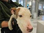 Adopt A430821 a Pit Bull Terrier, Mixed Breed