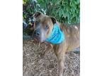 Adopt GRASSHOPPER a American Staffordshire Terrier, Mixed Breed