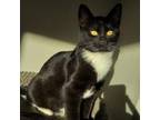 Adopt Tommy a Domestic Short Hair