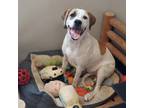 Adopt Michael a Great Pyrenees, Boxer