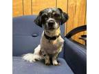 Adopt Cricket a Shih Tzu, Mixed Breed