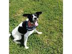 Adopt Cheddar a Mixed Breed, Border Collie