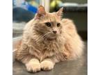 Adopt Simon a Domestic Long Hair, Domestic Short Hair