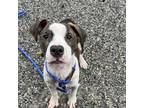 Adopt Morty a Pit Bull Terrier