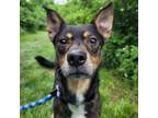 Adopt Johnny a Mixed Breed, Cattle Dog