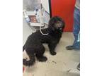 Adopt Chase a Standard Poodle, Mixed Breed