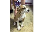 Adopt Florence a Mixed Breed