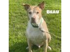 Adopt Beau a Terrier, Mixed Breed