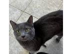 Adopt Barney a Domestic Short Hair