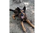 Adopt Hunter a German Shepherd Dog