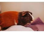 Adopt 73353a Jerry a Guinea Pig