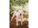 Adopt 72971a Tortilla a American Staffordshire Terrier, Mixed Breed