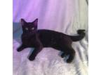 Adopt Uhtred a Domestic Short Hair