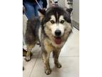 Adopt Goose a Husky