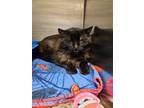 Adopt Biscuit (Gravel Hill) a Domestic Medium Hair