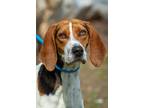 Adopt Walker a Hound