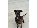 Adopt Mr Bones a Plott Hound