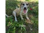 Adopt Tom a Mixed Breed