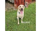 Adopt George a Yellow Labrador Retriever, Labrador Retriever