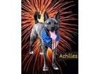 Adopt ACHILLES a Mountain Cur