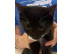 Adopt MIKKO a Domestic Short Hair