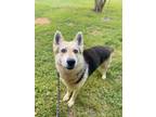 Adopt Snicket a Shepherd, Mixed Breed