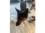 Adopt Sweets a German Shepherd Dog, Mixed Breed