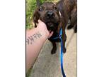 Adopt Slim Jim a Terrier, Mixed Breed