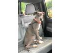 Adopt Anakin a Pit Bull Terrier, Mixed Breed