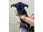 Adopt Vinnie / Necessary Puppy 1 a American Eskimo Dog, Border Collie