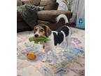 Adopt Stoney Burke a Beagle, Mixed Breed